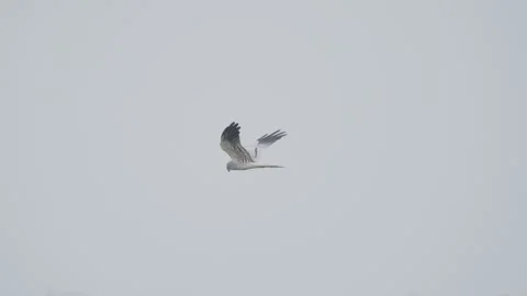 Montagus harrier in flight, bird of prey flying in sky, Circus pygargus Stock-Footage 311566257