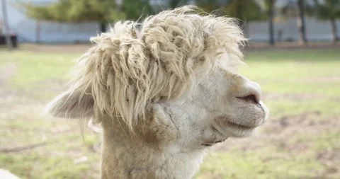 Montain Goat Video stock 243147444