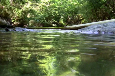 Montain stream V3 - NTSC Stock Footage 798624