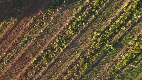Montalcino Video stock 170013688