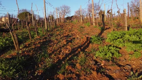 Montalcino 스톡 동영상 170013700