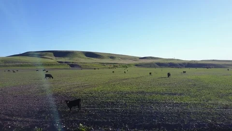 Montana Cattle Stock Footage 82583439