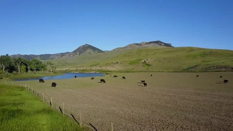 Montana Cattle Stock Footage 82583483