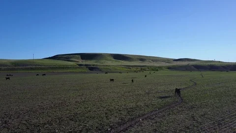 Montana Cattle Stock Footage 82583493