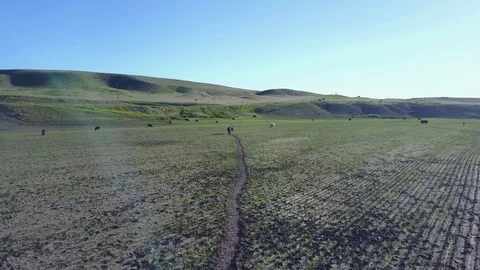 Montana Cattle Stock Footage 82583950