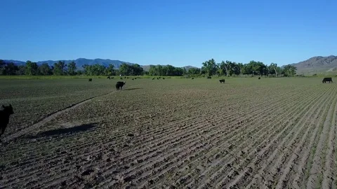 Montana Cattle Stock Footage 82583956