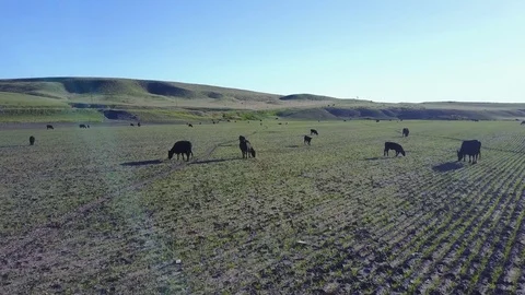 Montana Cattle Stock Footage 82583963