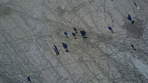 Montana Cattle Stock Footage 82584028