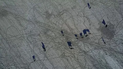 Montana Cattle Stock Footage 82584057