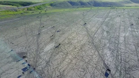 Montana Cattle Stock Footage 82584355