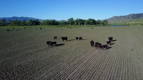 Montana Cattle Stock Footage 82594758