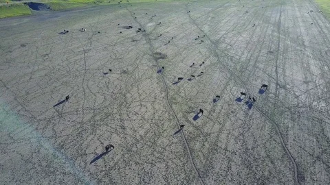 Montana Cattle Video stock 82594870