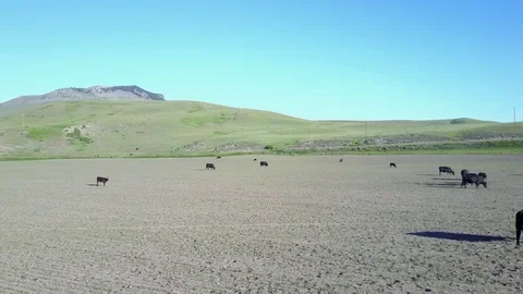 Montana Cattle Video stock 82595033