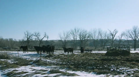 Montana Cows in  Early Spring Stock Footage 38168700