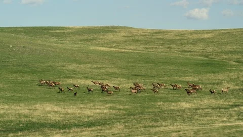 Montana Elk Stock Footage