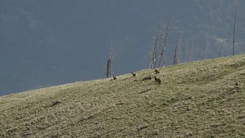 Montana Elk Vídeo Stock 94584702