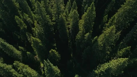 Montana Forest Stock Footage 235385958