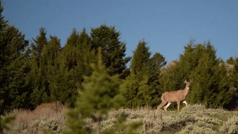 Montana mule deer 스톡 동영상 82721765