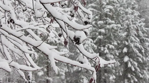 Montana snowing tree Branches Video stock 60612833