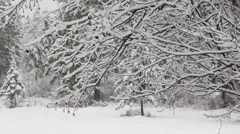 Montana snowing tree Branches Stock Footage 60612836