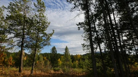 Montana trees in the fall Vídeo Stock 86200759