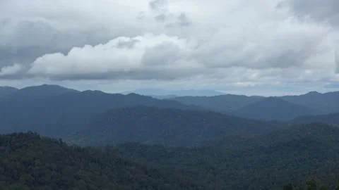 Montane forest, Malaysia Stock Footage 196134326