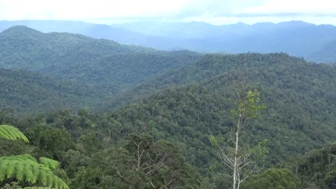 Montane forest, Malaysia Stock Footage 196134357
