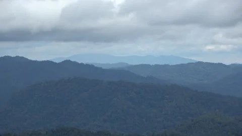 Montane forest, Malaysia Stock Footage 196134383