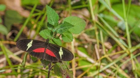 A montane longwing butterfly resting on a leaf, in garden in the eastern Ande Stock Photos