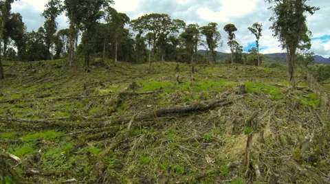 Montane rainforest destroyed for cattle ranching.  Stock Footage