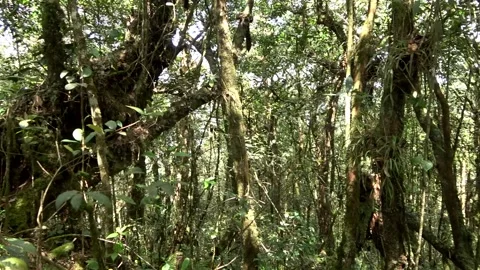 Montane rainforest, Malaysia Stock Footage 134857522