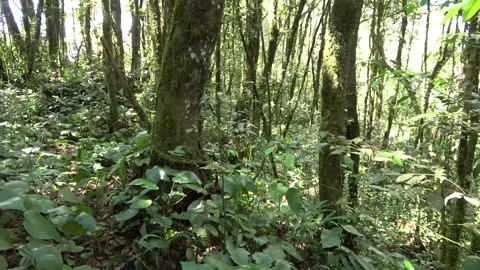 Montane rainforest, Malaysia Video stock 134857535