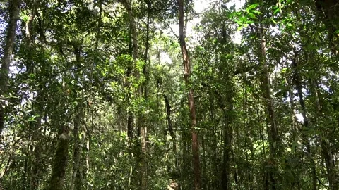 Montane rainforest, Malaysia Stock Footage 134857537