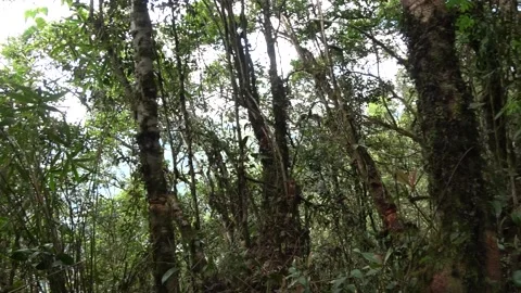 Montane rainforest, Malaysia Stock Footage 134857541