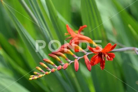 Montbretia Lucifer Stock Photos