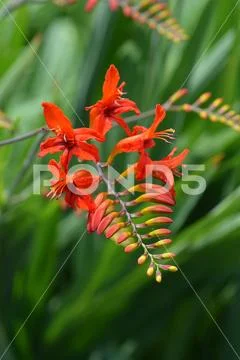 Montbretia Lucifer Stock Photos