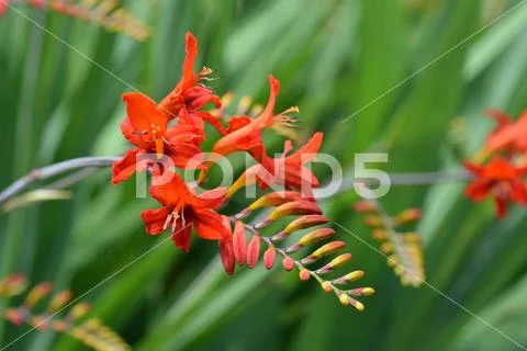 Montbretia Lucifer Stock Photos