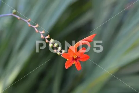 Montbretia Lucifer Stock Photos