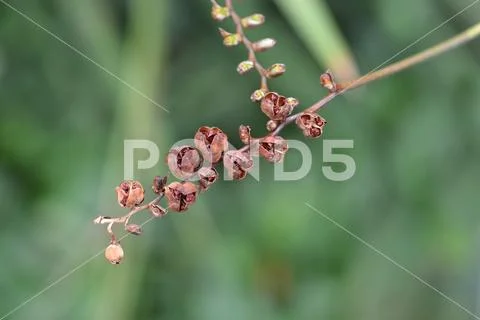 Montbretia Lucifer seeds Stock Photos