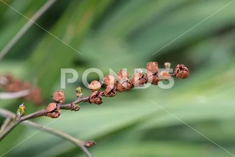 Montbretia Lucifer seeds Stock Photos