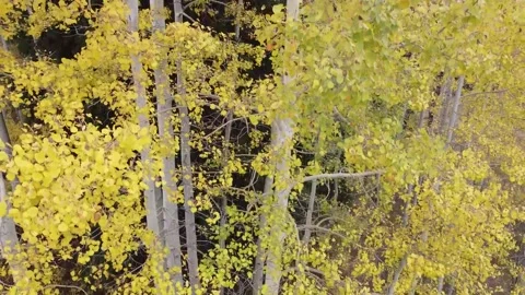 Monte Cristo Mountains in the Fall 6 库存影片 282304461