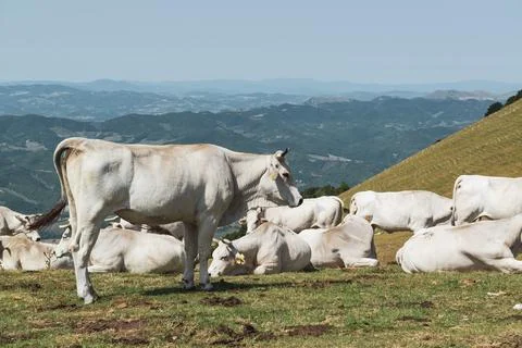 Monte Cucco cows. Stock-Fotos