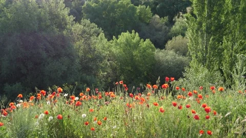 Monte de El Pardo, Madrid, Spain Stock Footage 234429604