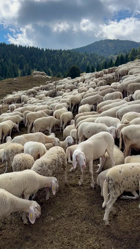 Monte grappa Stock-Footage 345746507