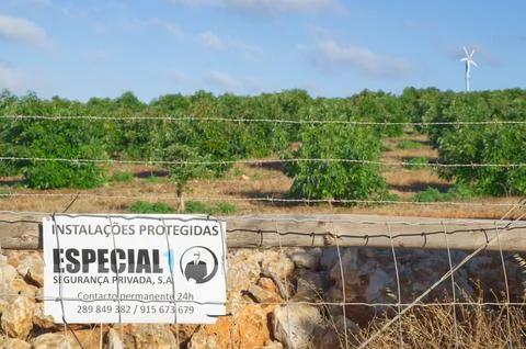 Monte Judeu, Lagos, Portugal August 16 2022: Avocado farm the new green gold Stock Photos