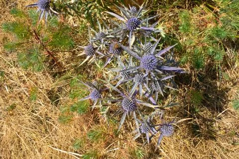 Monte Piselli Stock Photos