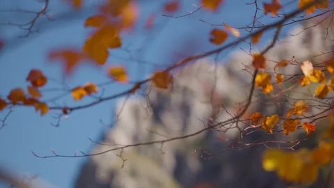 Montenegro karst cliffs with autumn beech leaves, shallow depth of field Vidéo 329412859