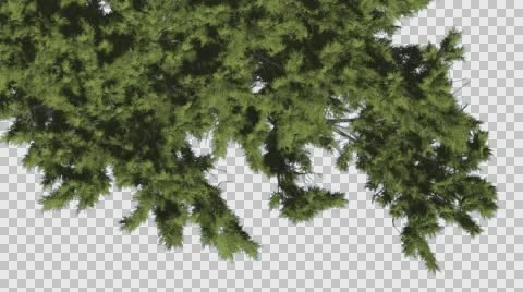 Monterey Cypress Crown Top Down Coniferous Evergreen Tree is Swaying at The Stock Footage 60142216