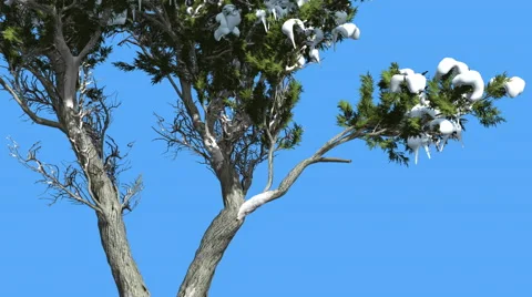 Monterey Cypress Doubled Trunk And Snow Coniferous Evergreen Tree is Swaying at Stock Footage 60142589