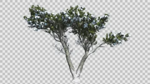 Monterey Cypress Doubled Trunk Snow on a Crown Hesperocyparis Macrocarpa Stock Footage 60118948